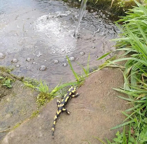 La Chouette Dort Le Du Retour A La Source 아파트 *